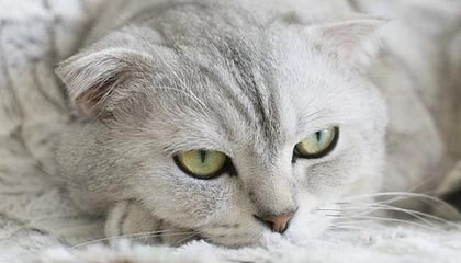 FB体育平台-经典战术暴露：分析欧冠淘汰赛的关键元素，欧冠淘汰赛赛制规则