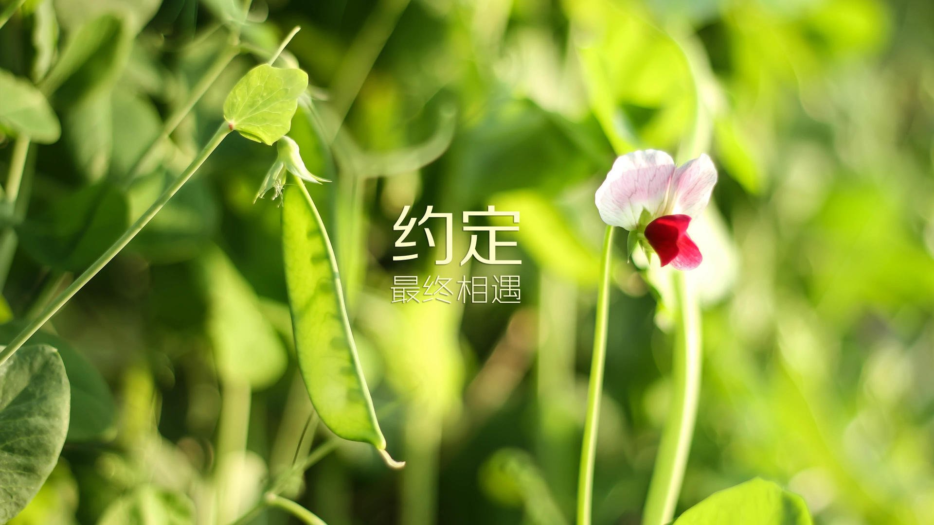 FB体育注册网址-_鹈鹕队团结一致，战胜排名靠前球队_，鹈鹕队厉害吗