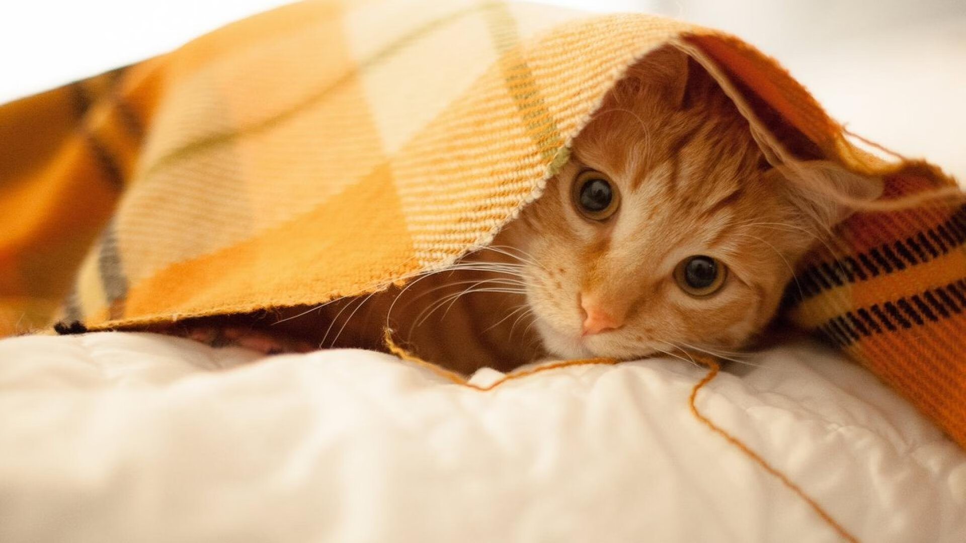 FB体育入口-中国女子篮球队海外友谊赛,向世界展示中国风采,外媒中国女篮