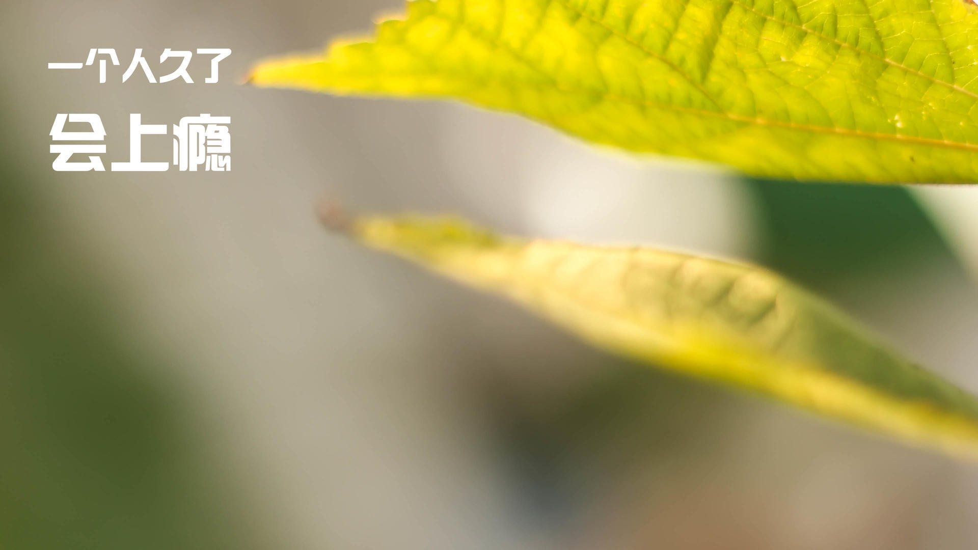 fb体育中国-中国女篮世界杯预选赛大胜对手,士气高涨,中国女篮世界杯完整比赛视频