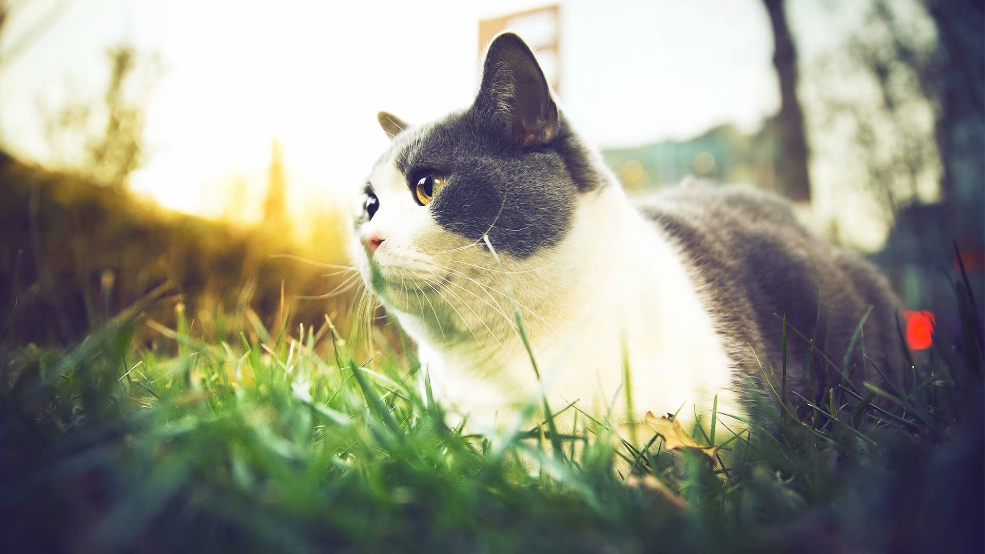 FBSPORTS-车手饮食:能量补充的科学配置,车手职业