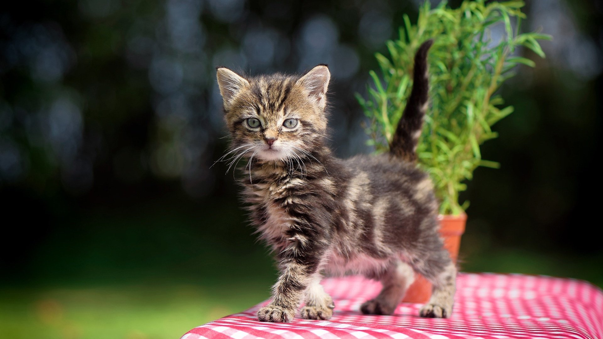 -C9迎战LPL战队赛前前瞻,c9战队首发