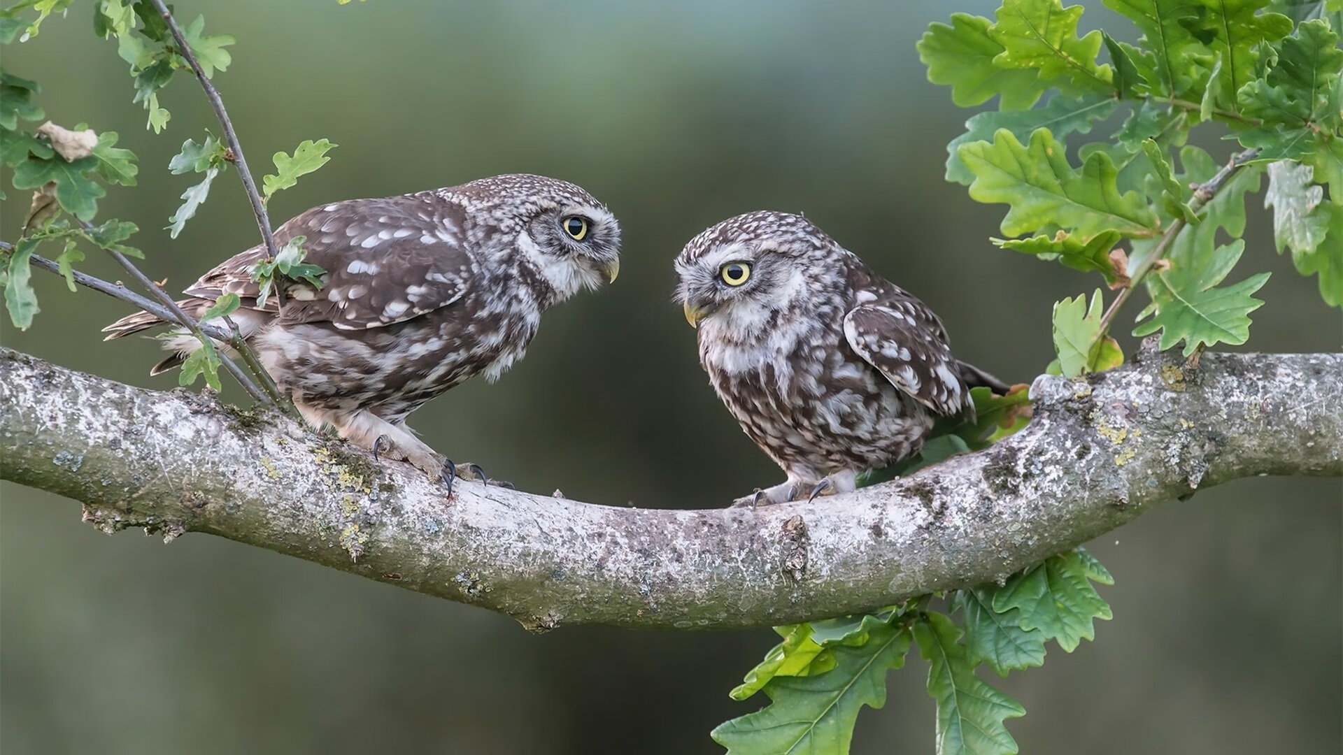 FB体育app下载-LCK新人表现亮眼，lckx