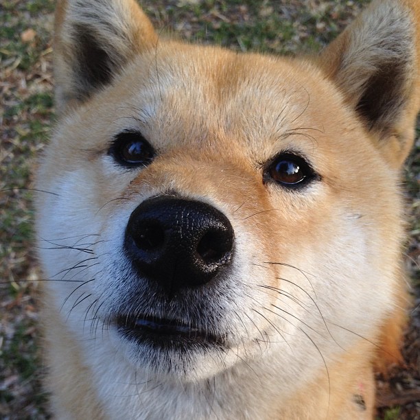 FB体育app下载-切尔西青训新星闪耀赛场,蓝军未来可期,切尔西青训井喷