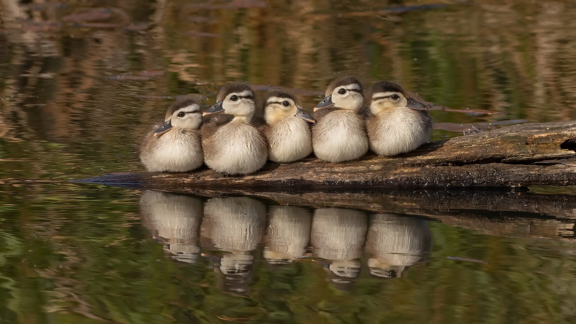FB体育入口-北京男篮击败同曦，范子铭砍下两双主宰内线，北京男篮范依铭