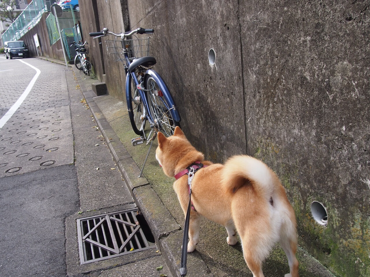 FB体育下载-国足备战2026世界杯,目标进入正赛,国足进入2022年世界杯概率