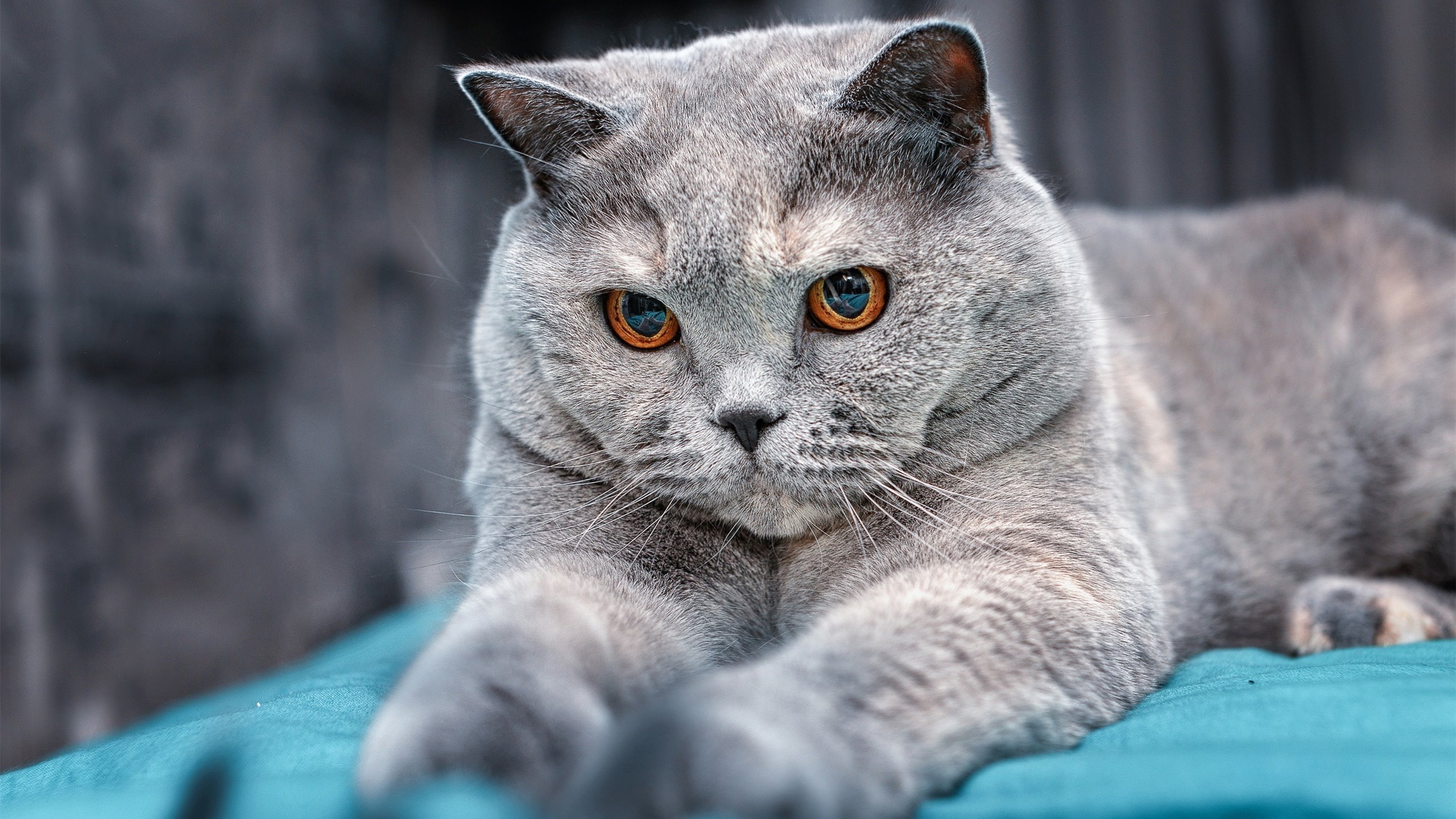 FB体育在线-巨人狼队中锋唐斯记录全队最高得分,唐斯在哪队