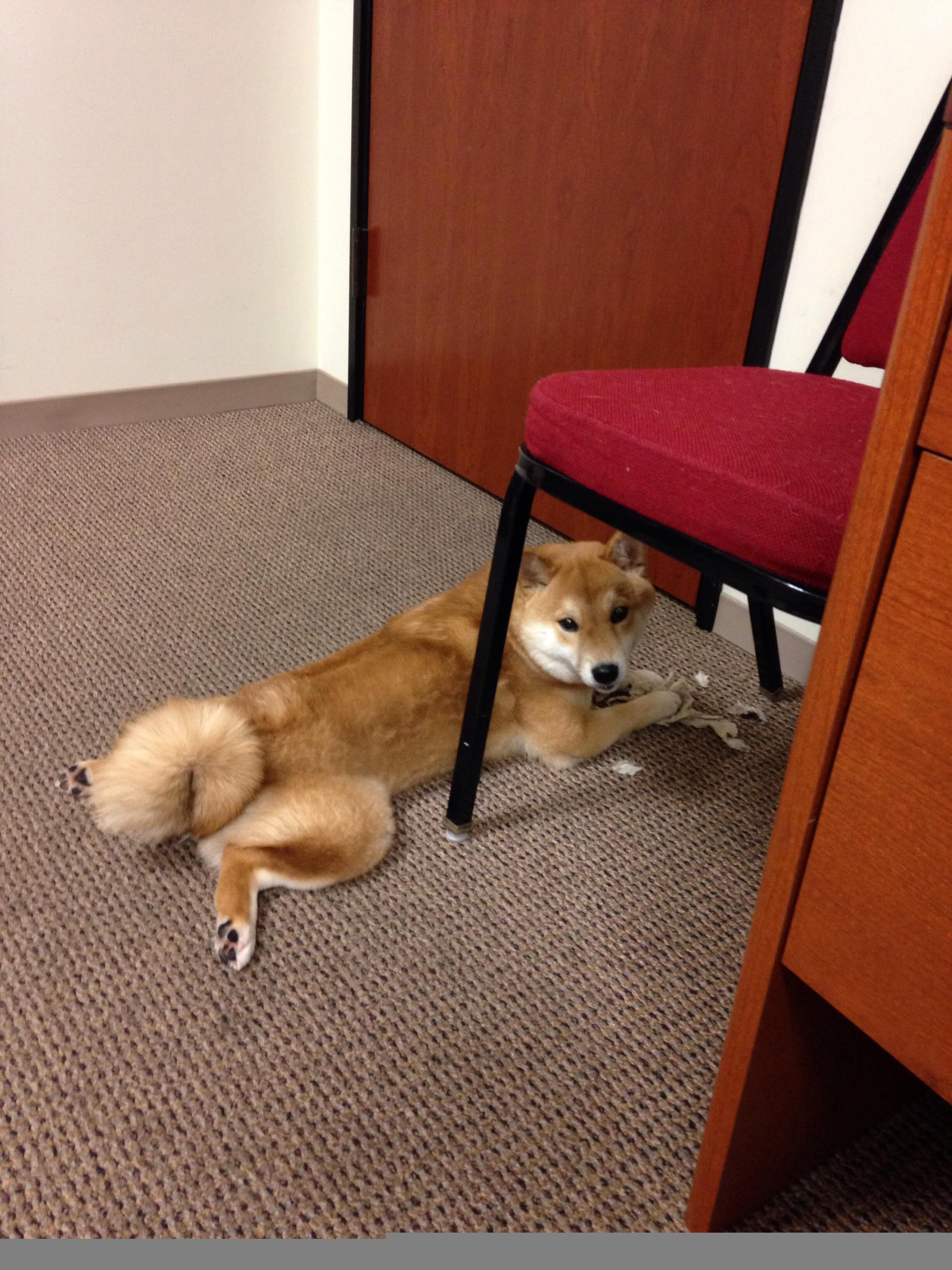 FB体育网站-意甲裁判语义分析系统在比赛判罚中的应用研究,意甲裁判名单