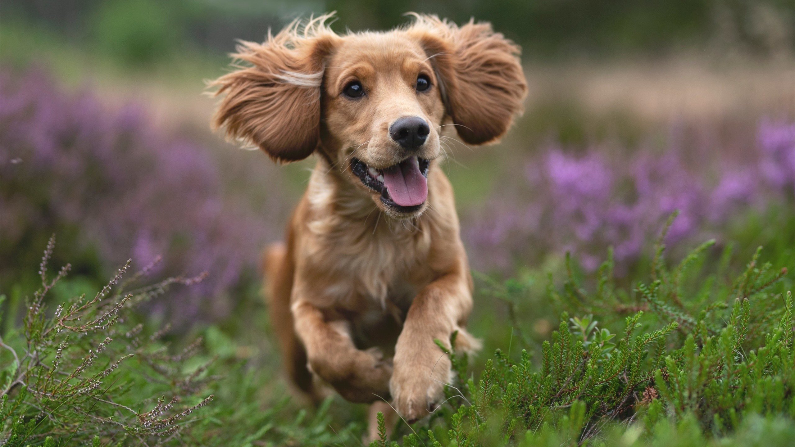 FB体育登录入口-意甲裁判团队利用沉浸语境模拟提升国际比赛执法表现