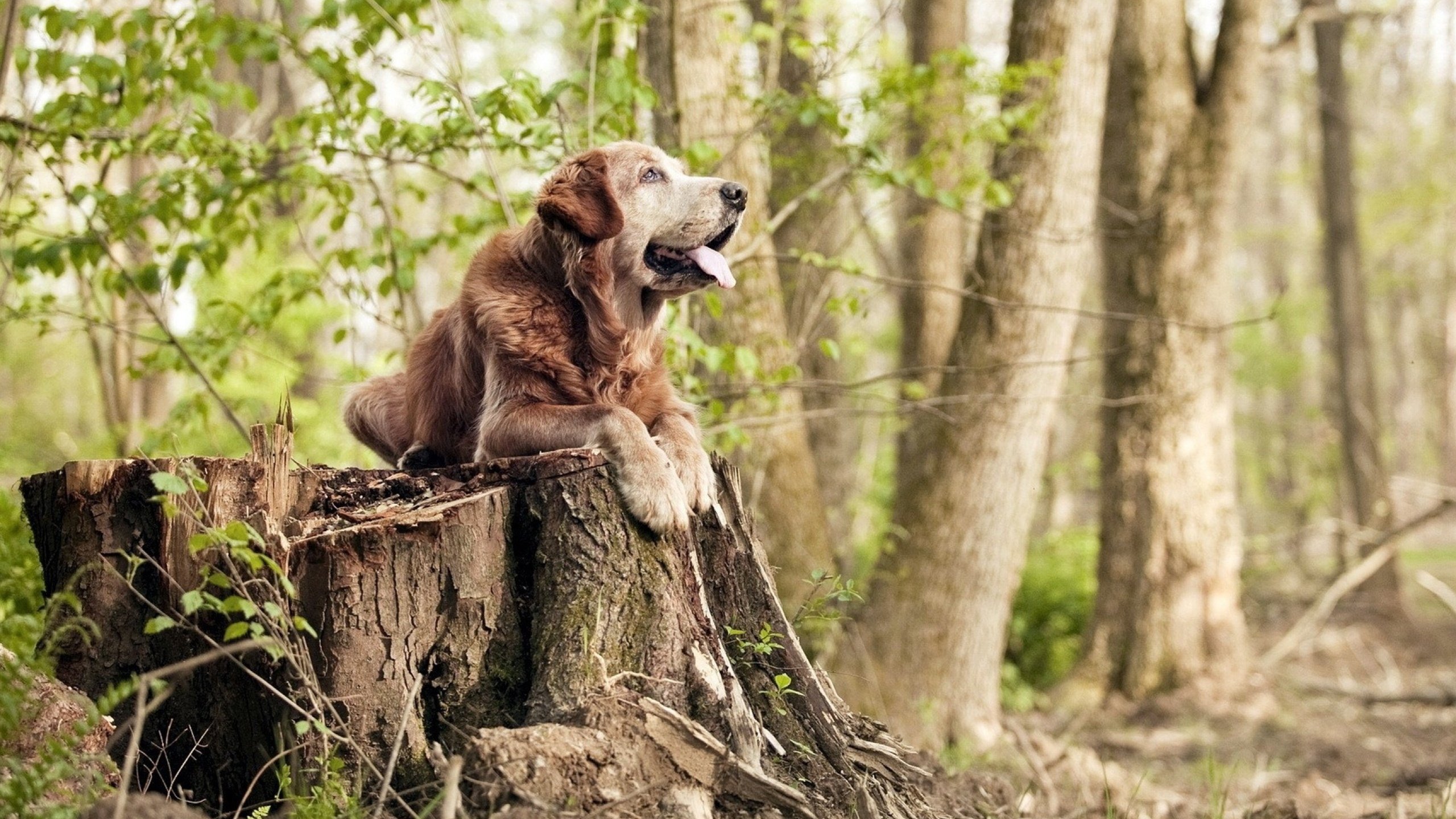 FB体育登录入口-英超球队技术统计助力快速轮换效率提升,英超各队转会一览