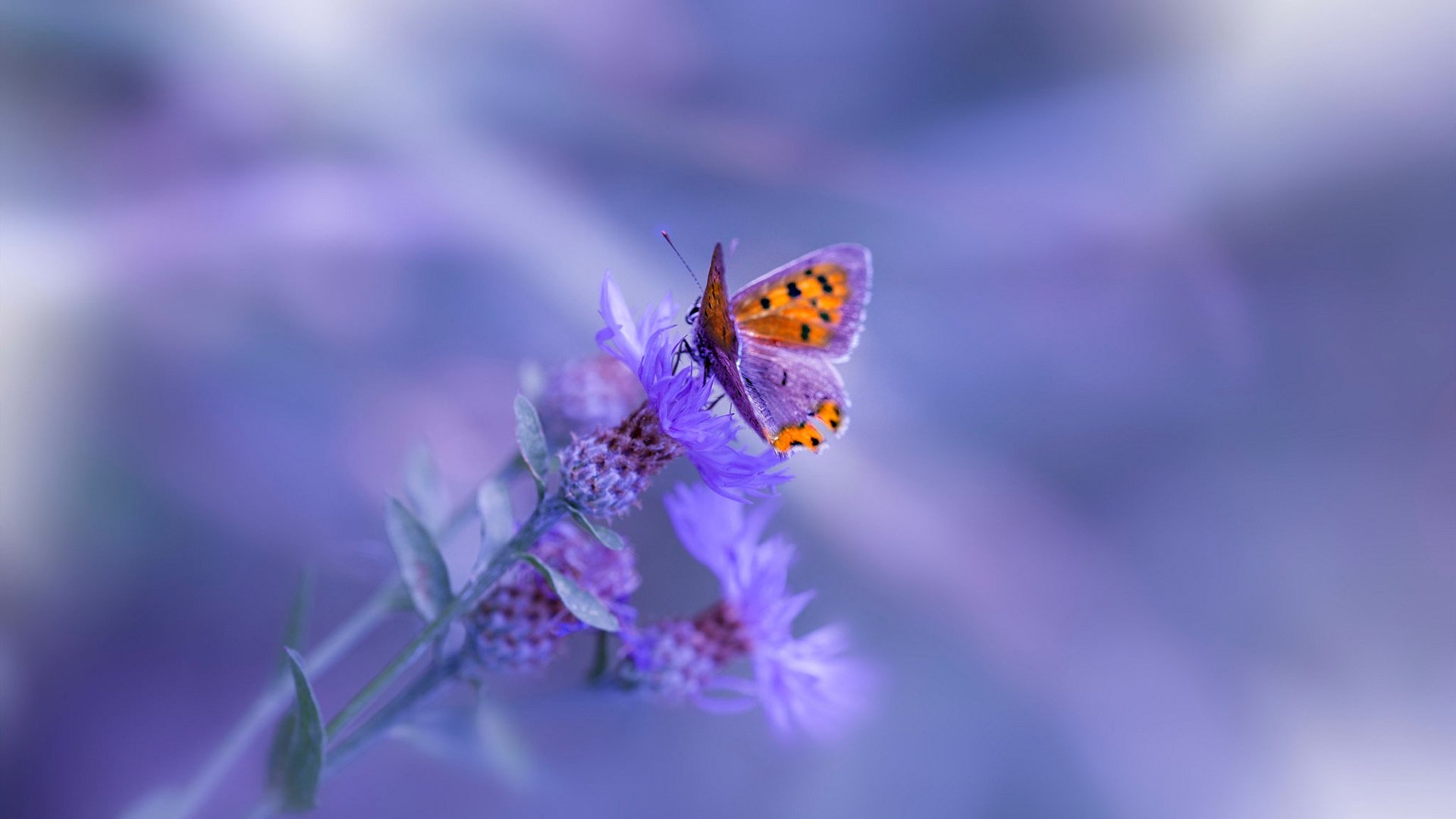 -英超裁判基于语义分析技术提升比赛判罚一致性研究,英超裁判出牌统计