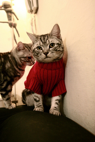 FB体育官网-“2025世界游泳锦标赛:水上芭蕾的艺术之美与竞技较量”