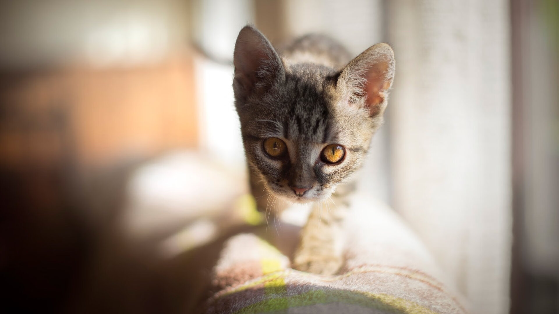 FB体育网页版-世界杯中国女足逆转 数据分析展现成长，女足世界杯中国队战绩