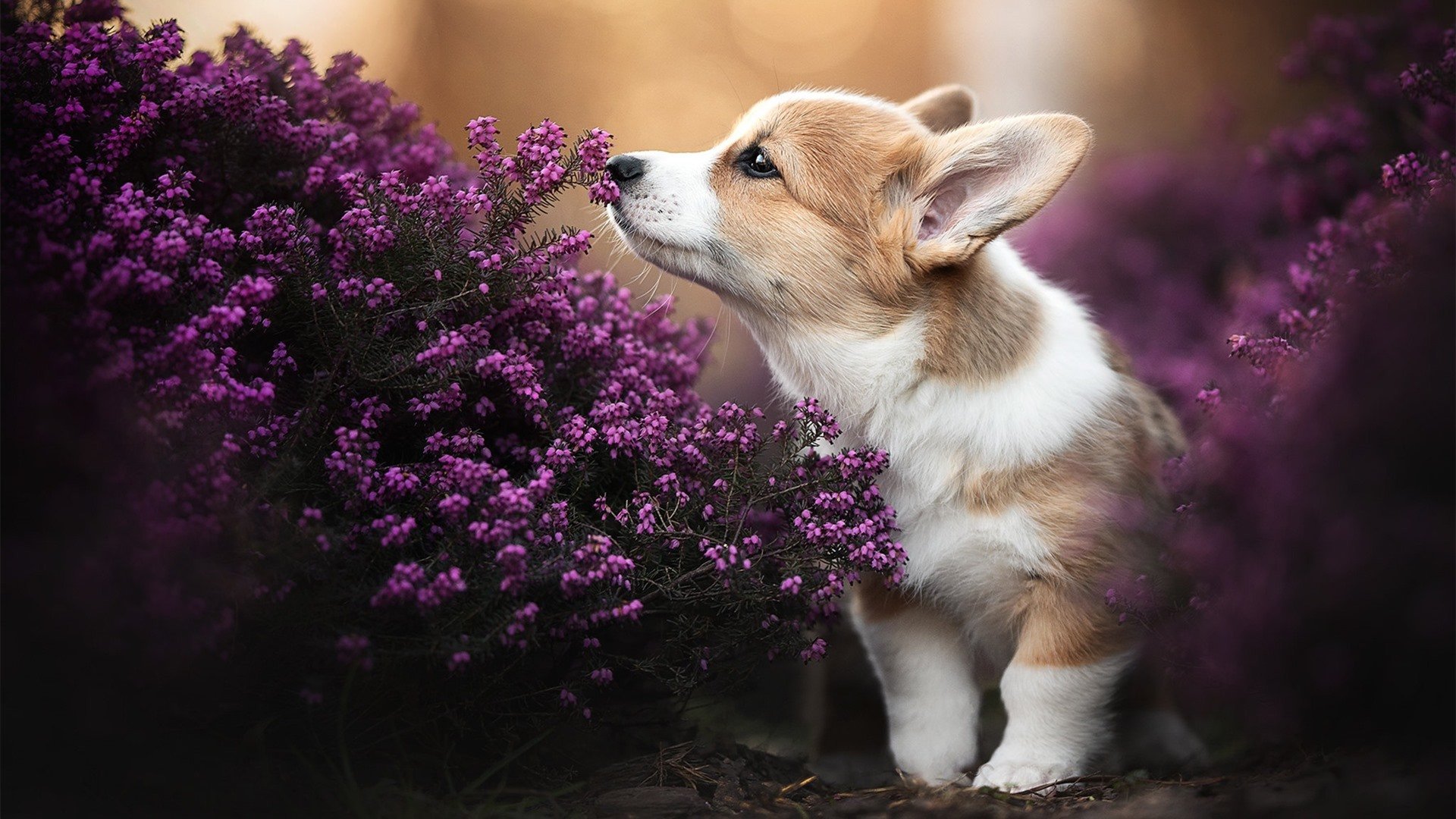 fb体育全站-体育新闻中心助力校园体育全面发展,体育新闻中心助力校园体育全面发展的意义